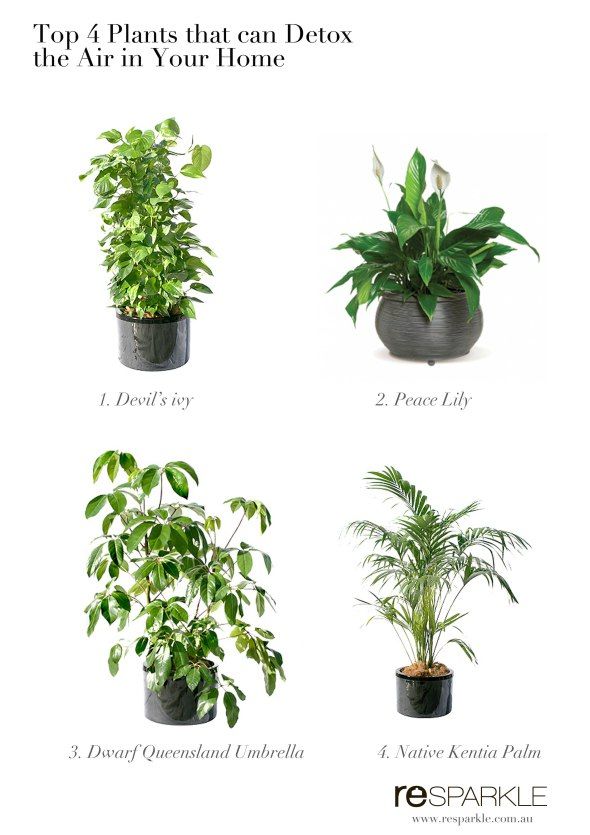 Plants Benefits, Plant Bathroom, Garden Australia, Indoor Plants Clean Air, Plant Bedroom, Plants Bedroom, Best Air Purifying Plants, Air Garden, Tall Indoor Plants