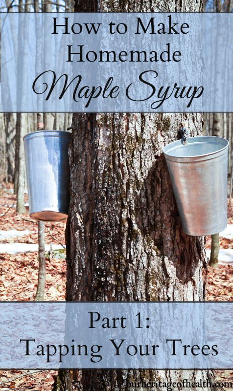 two buckets hanging from a tree with text overlay how to make homemade maple syrup part 1 tapping your trees