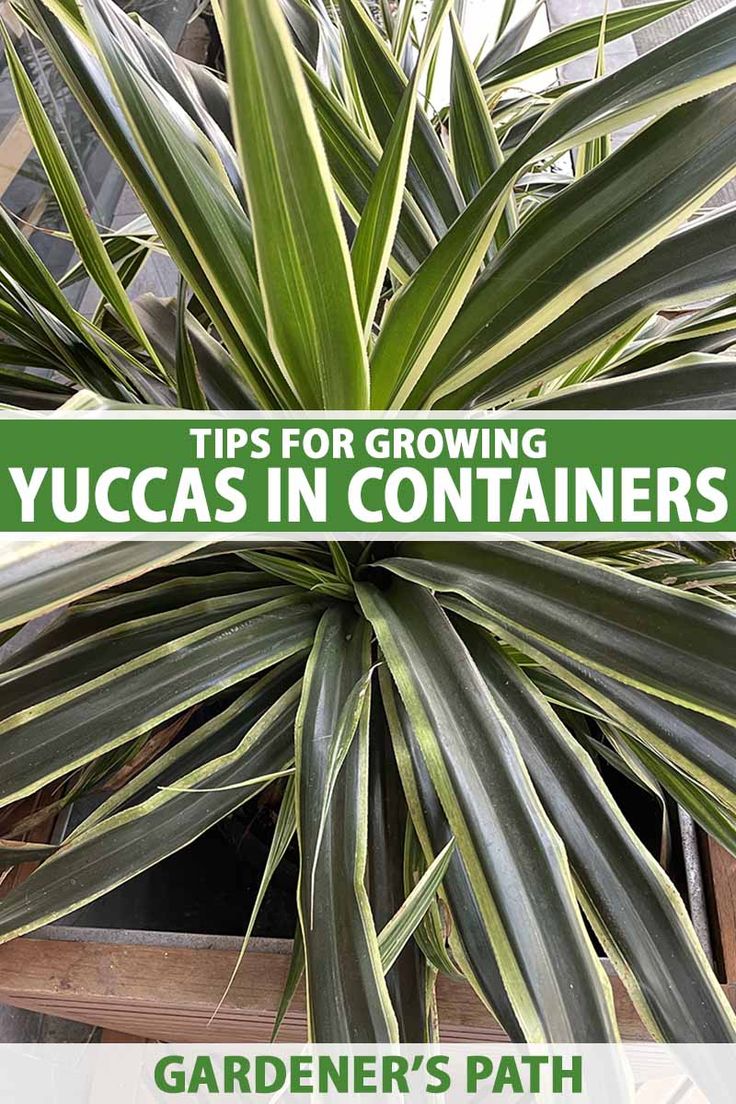 there is a large plant with green leaves in the center and text over it that says tips for growing yuccas in containers