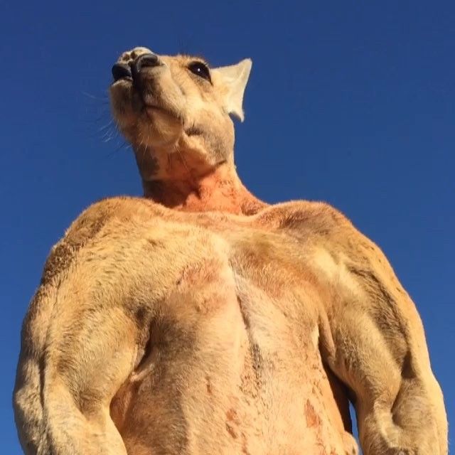 a close up of a giraffe's back and shoulders