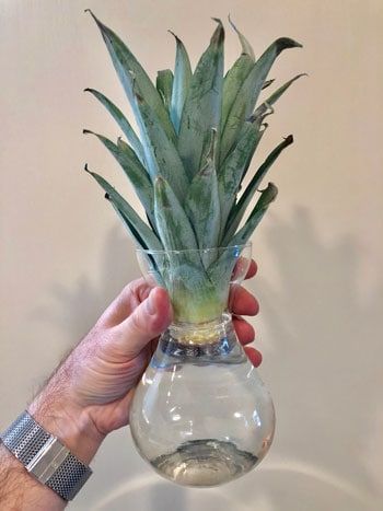 a person holding a glass vase with a pineapple in it