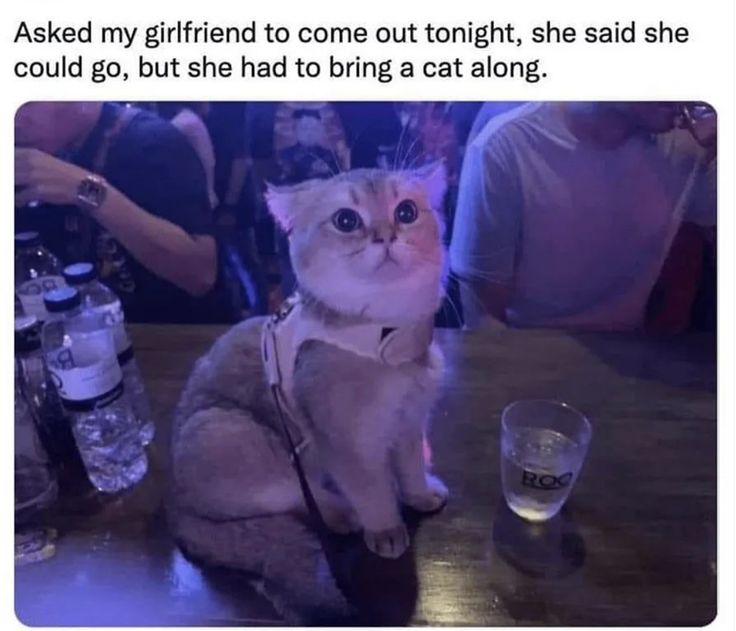 a cat sitting on top of a wooden table next to two empty glasses and bottles