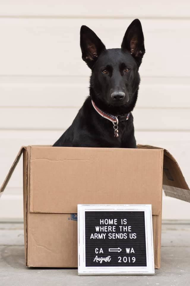 a black dog sitting in a cardboard box with a sign on it's side