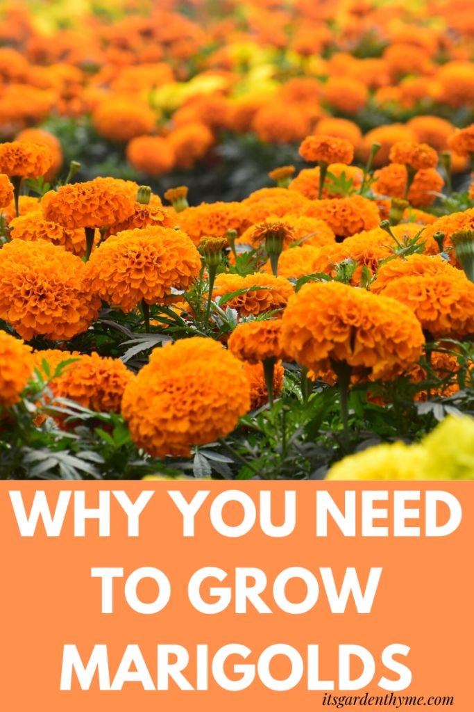 many orange flowers with the words why you need to grow mariigos on them