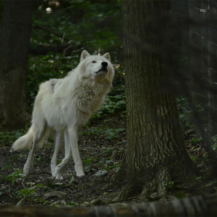 a white wolf standing next to a tree