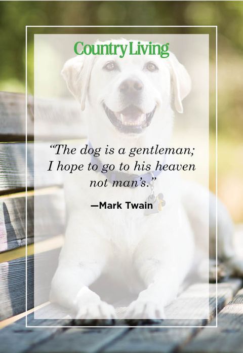 a white dog sitting on top of a wooden bench next to a quote from mark twain