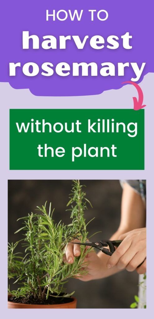 a person cutting plants with scissors in front of the words how to harvest rosemary without killing the plant