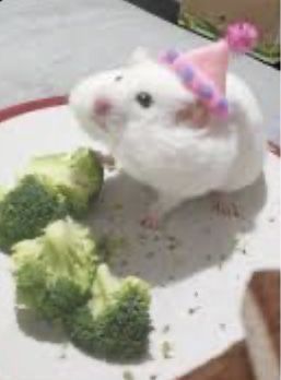 a white hamster eating broccoli with a party hat on