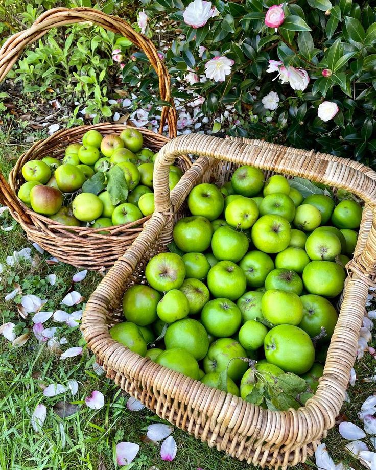 two wicker baskets filled with green apples sitting on the ground in front of flowers