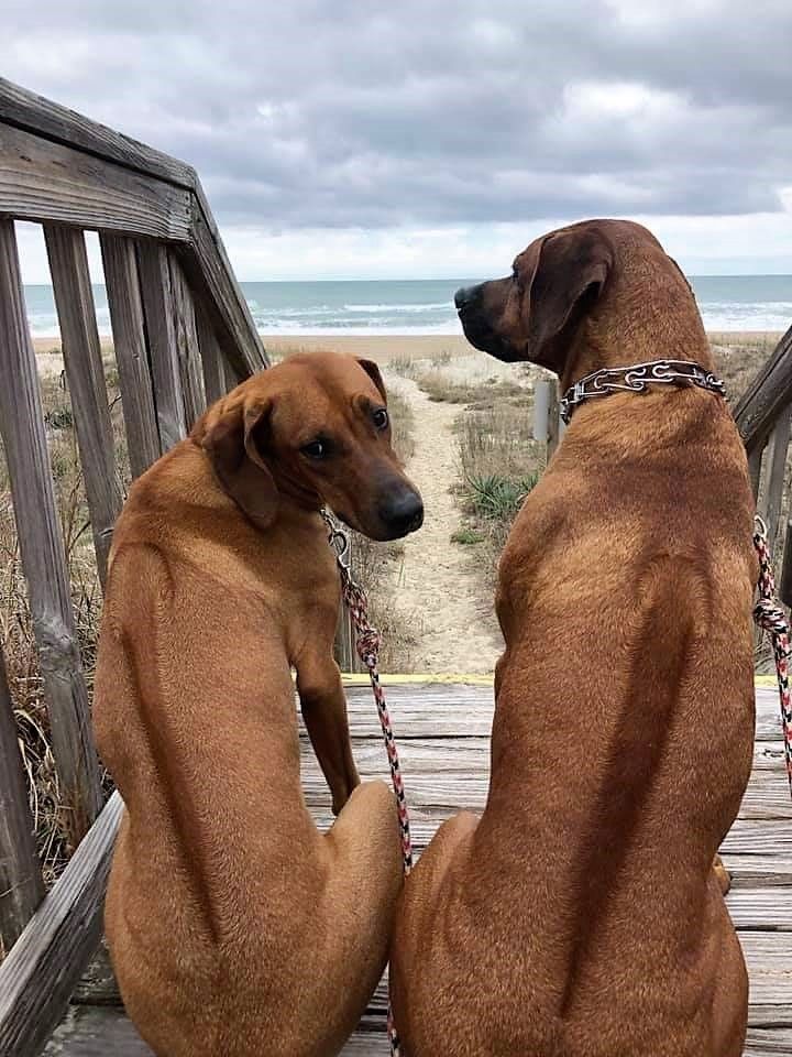 two brown dogs sitting on wooden steps facing each other