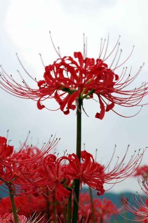 red flowers are blooming in the field on a cloudy day