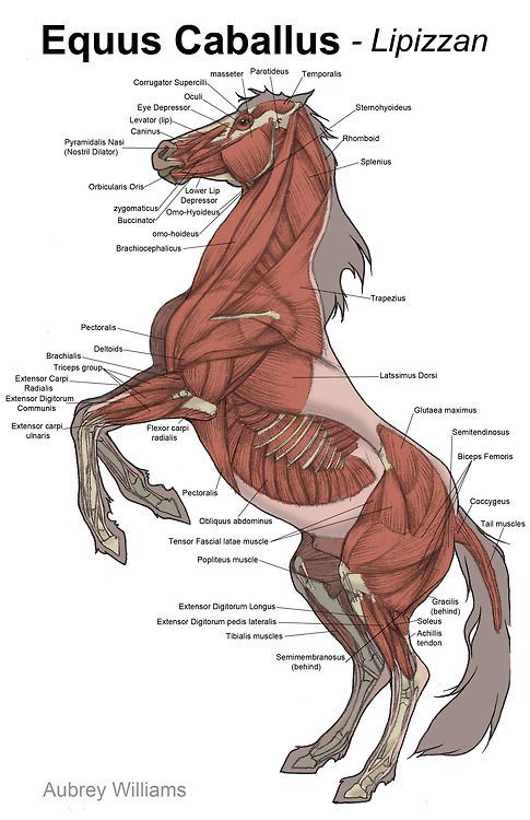 an image of a horse with muscles labeled