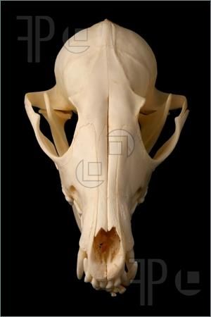 an animal's skull is shown with the lower jaw exposed to show it's teeth