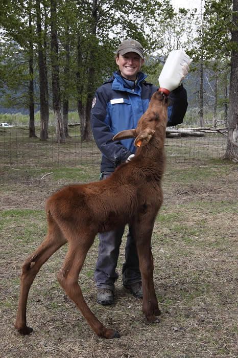 a man standing next to a baby goat