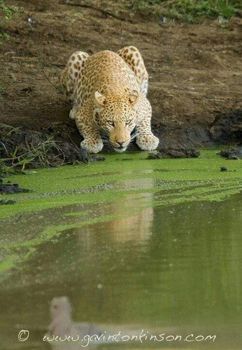 a leopard drinking water from a pond in the grass next to some dirt and mud