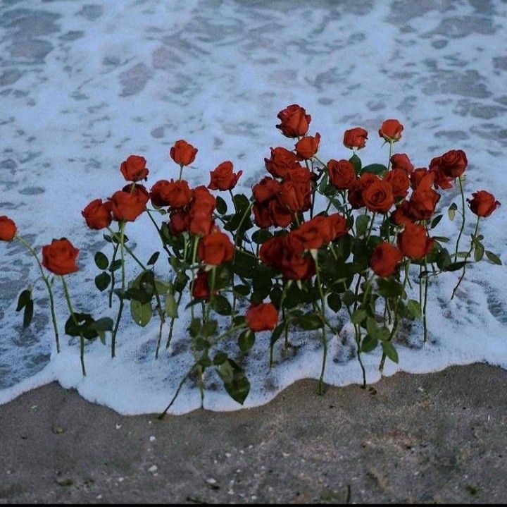 Red roses on the shore by the beach with sea water Red Rose Beach Wedding, Red Beach Aesthetic, Snow On The Beach Aesthetic, Roses On The Beach, Venus Photoshoot, Beach Roses, Shuffle Wallpaper, Midnights Aesthetic, Rosé Beach