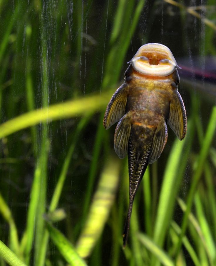 a close up of a bird in the grass with it's head hanging upside down