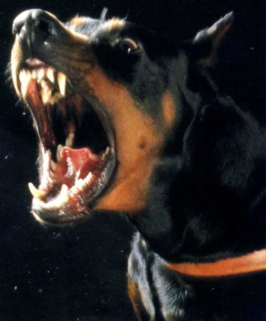 a black and brown dog with its mouth open