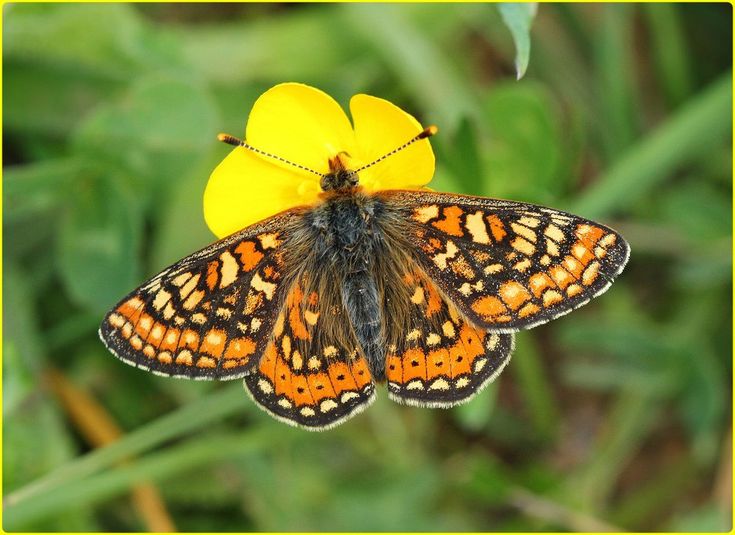 an orange and black butterfly sitting on top of a yellow flower