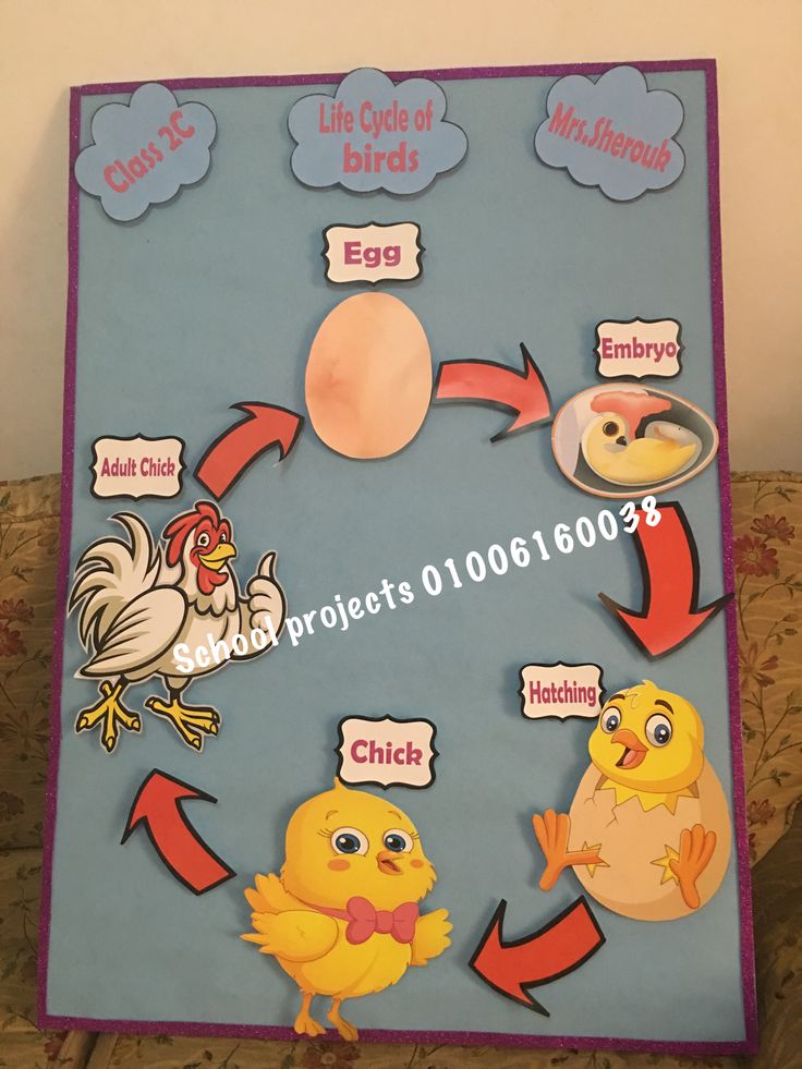 the life cycle of an egg and chicken on a blue board with pink trimmings