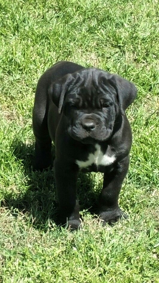 a black and white puppy standing in the grass