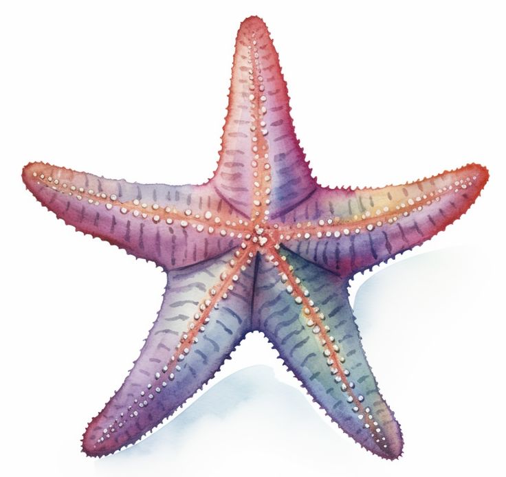 a watercolor drawing of a starfish on a white background with clippings