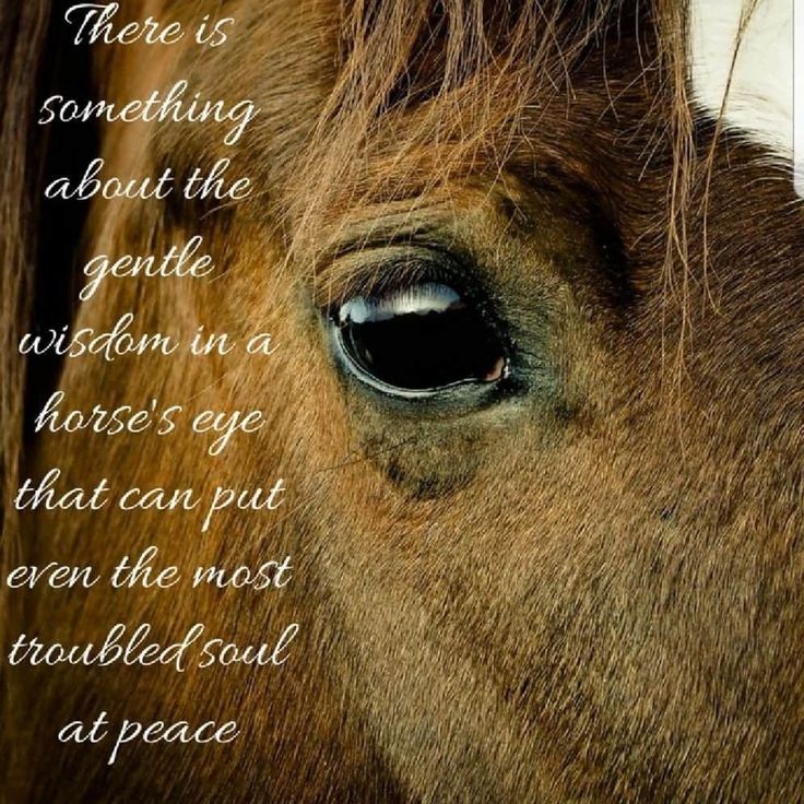 a close up of a horse's eye with a quote on the side that says, there is something about the gentle vision in a horse's eye that can put even the most troubled soul at peace