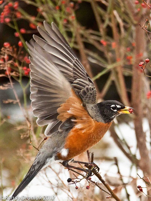 a small bird with its wings spread out on a branch in front of some red berries