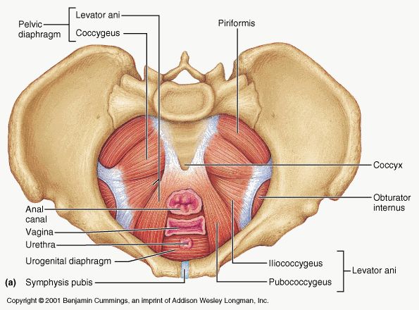 the anatomy of the head and neck