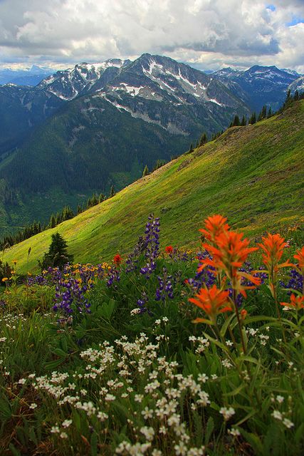 wildflowers on the side of a hill with mountains in the background