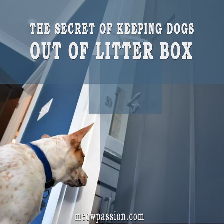 the secret of keeping dogs out of litter box is to keep them safe from predators