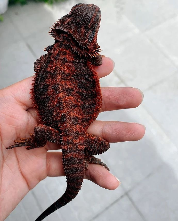 a small lizard sitting on top of someone's hand