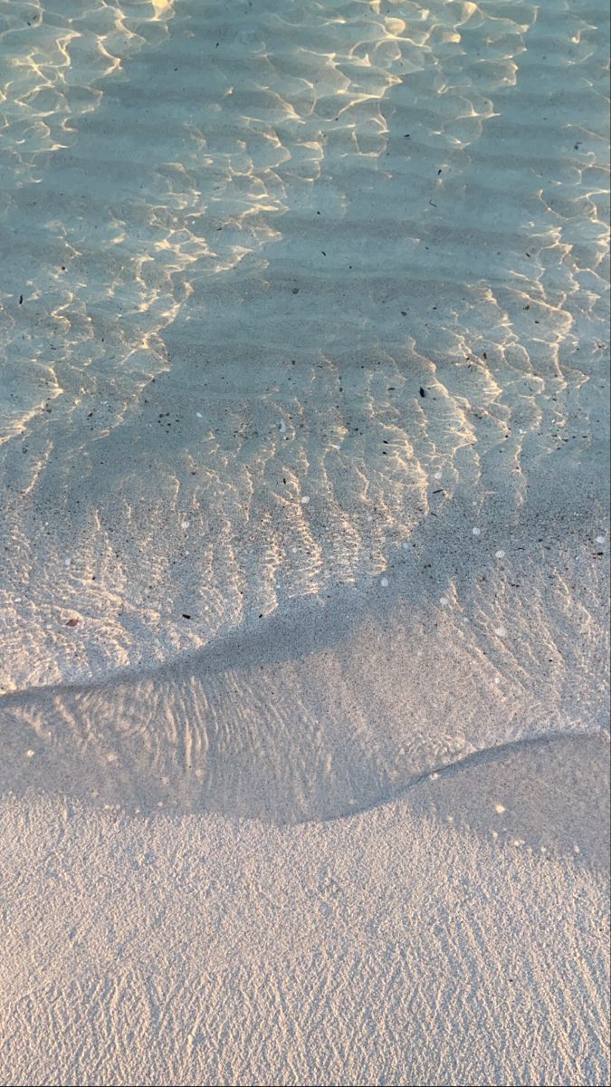 a bird standing on top of a sandy beach next to the ocean