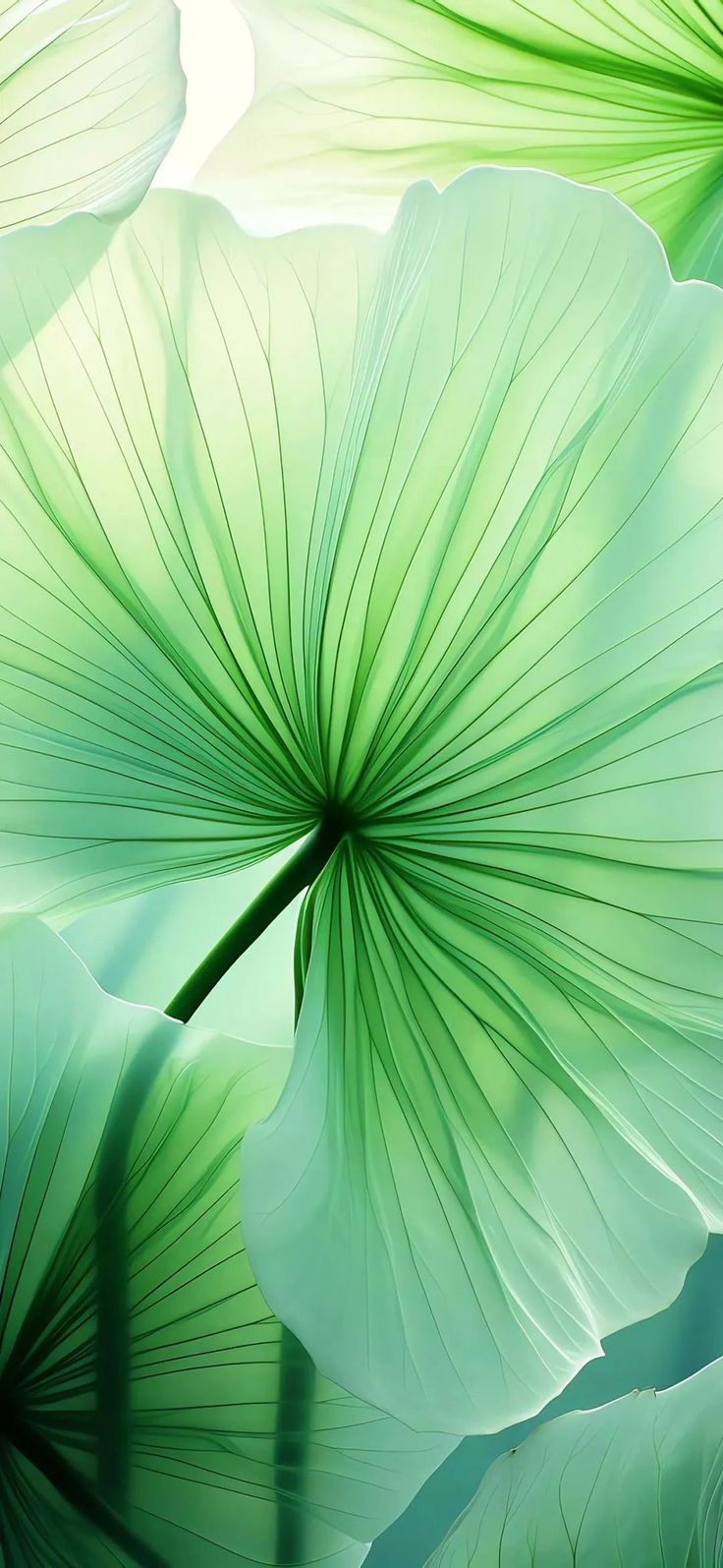 large green leaves are shown in this artistic photo, with the light shining through them