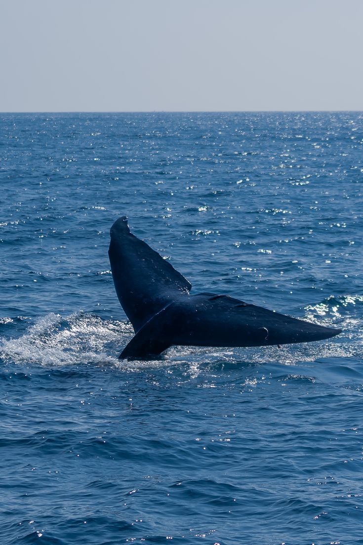 a humpback whale dives into the ocean water with its tail sticking out