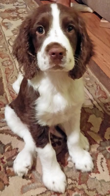 a brown and white dog sitting on top of a rug