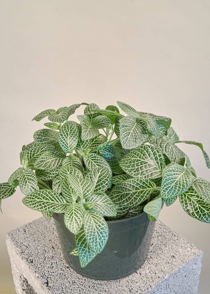 a potted plant sitting on top of a cement block