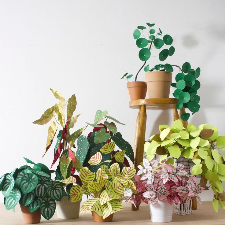 several potted plants sitting on top of a wooden table next to a white wall