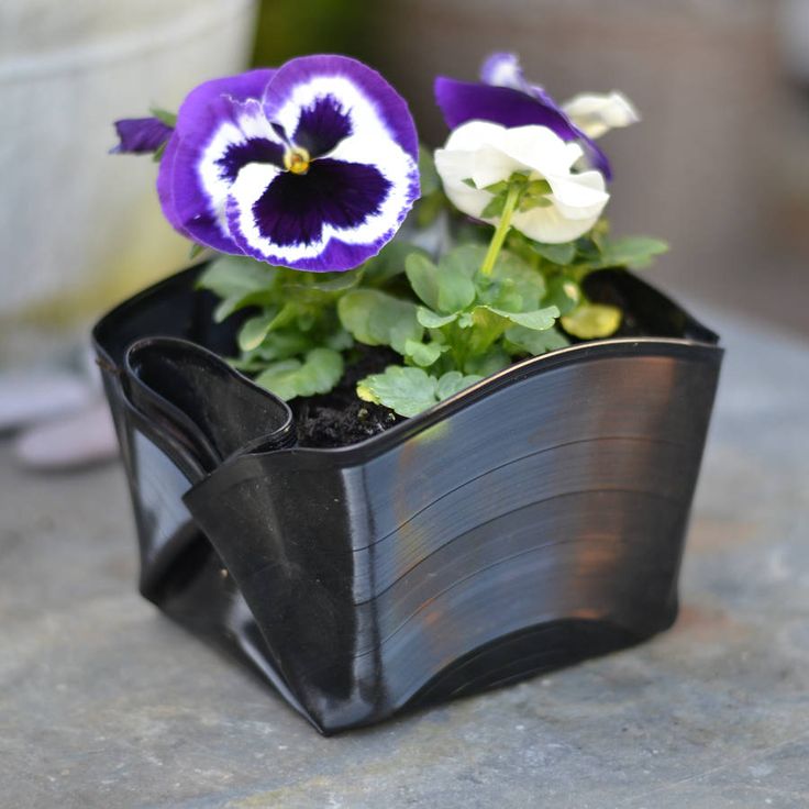 purple and white pansies in a black planter