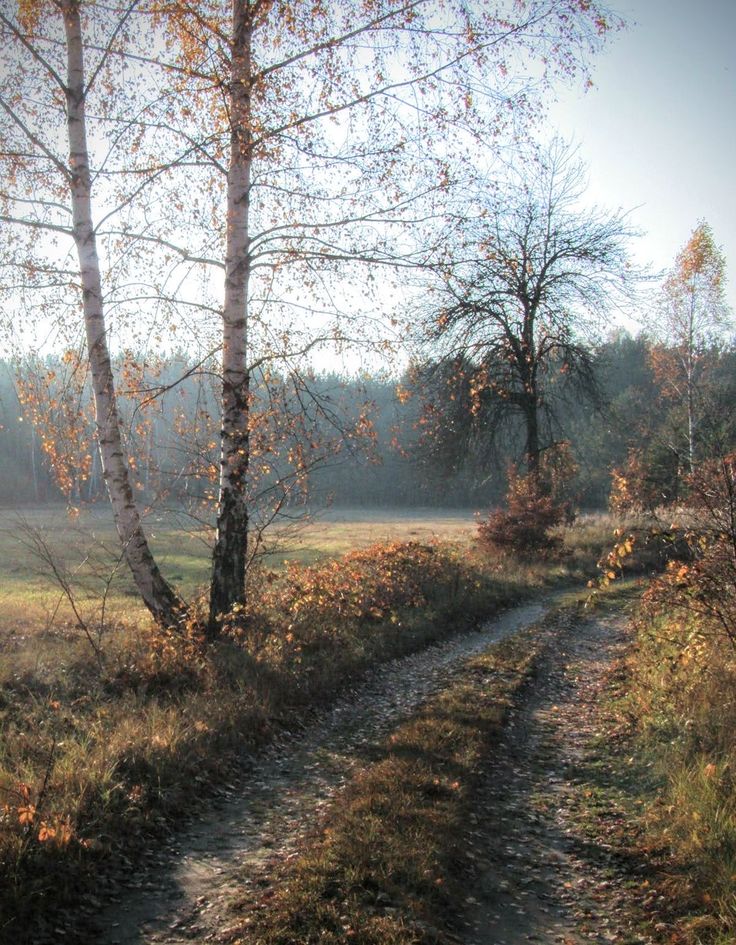 a dirt path in the middle of a field with trees and grass on both sides