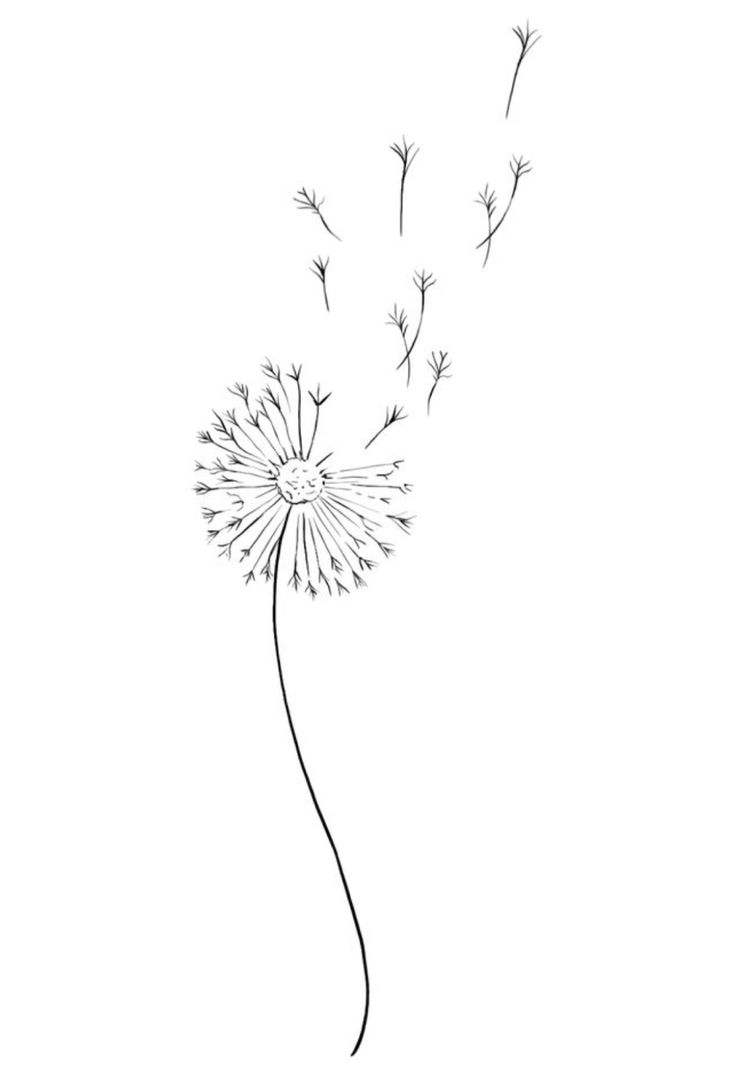 a drawing of a dandelion blowing in the wind