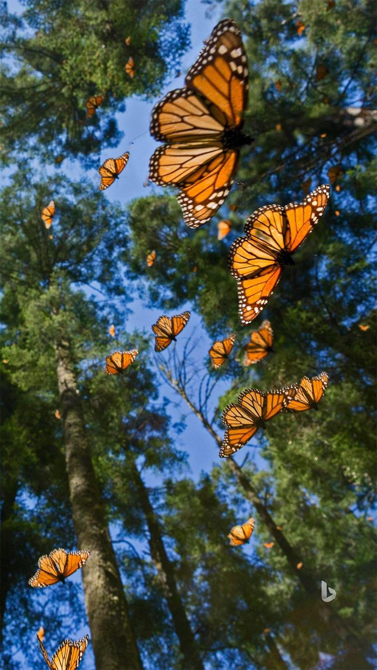 many orange butterflies flying in the air above trees and branches with blue sky behind them