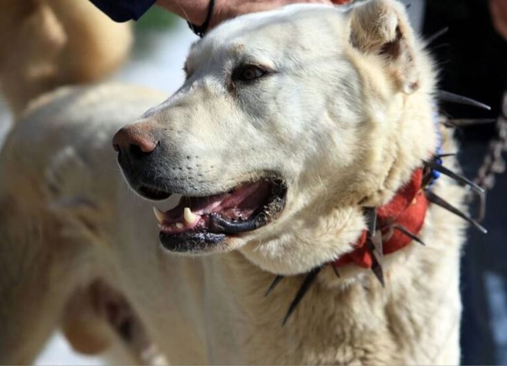 a large white dog with spiked spikes on its head and collar is being held by a man