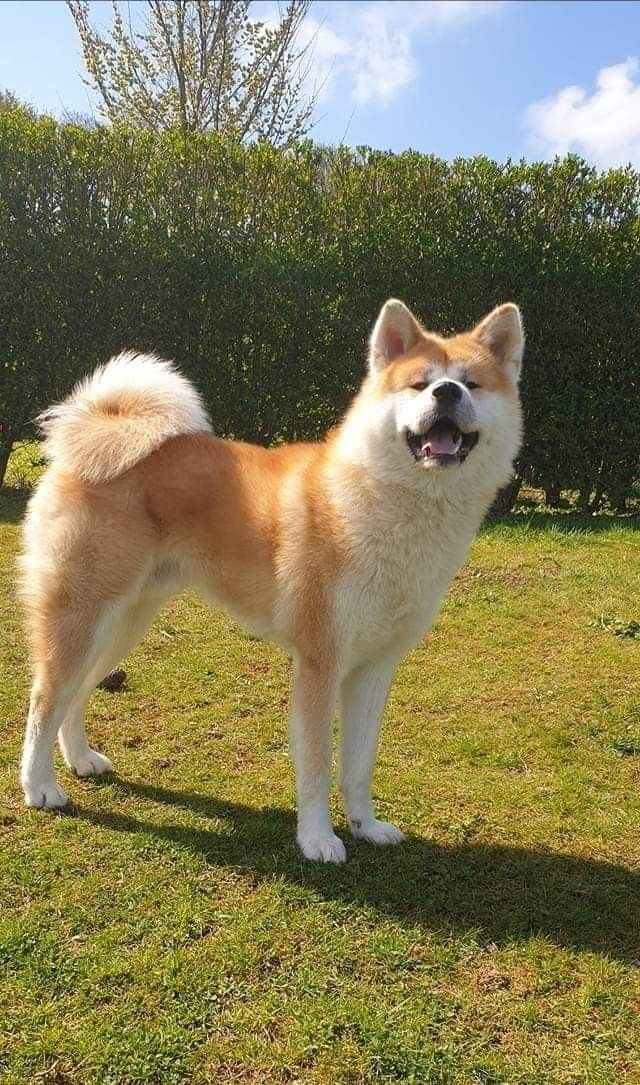 a brown and white dog standing on top of a grass covered field next to a hedge