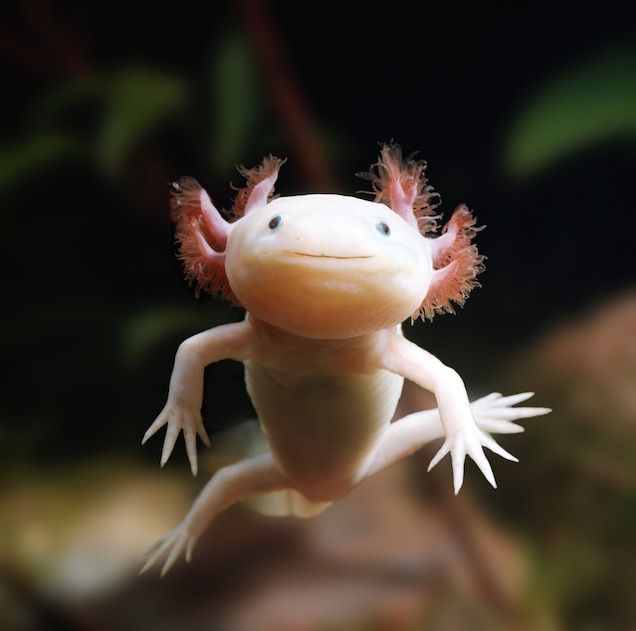 a close up of a gecko on a branch with leaves in the back ground