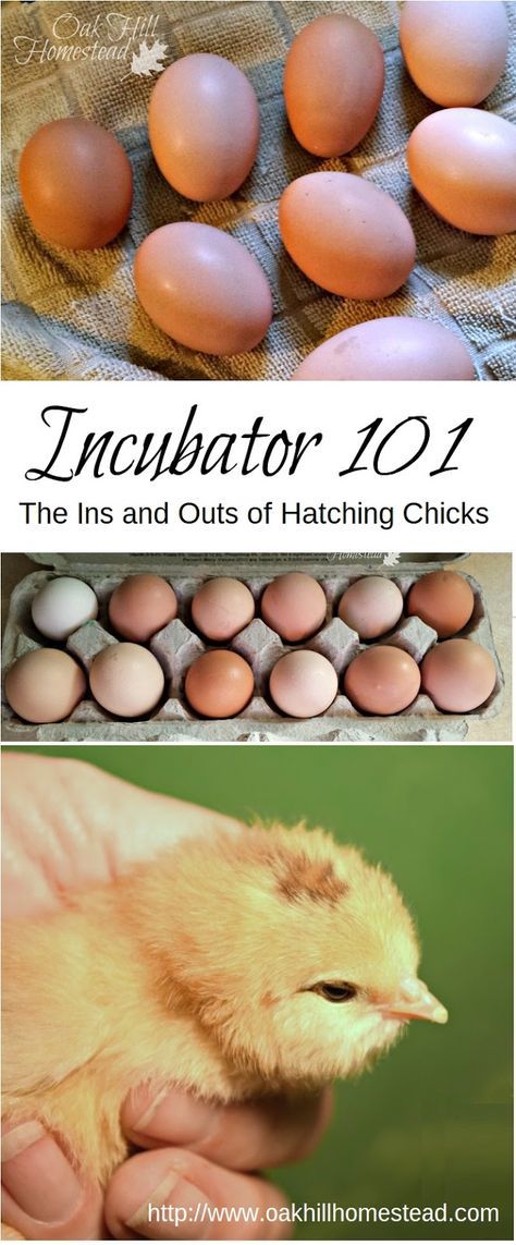 an image of eggs and chickens in the process of hatching them