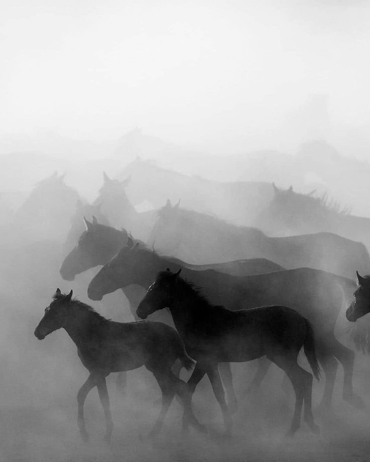 a herd of horses running across a foggy field