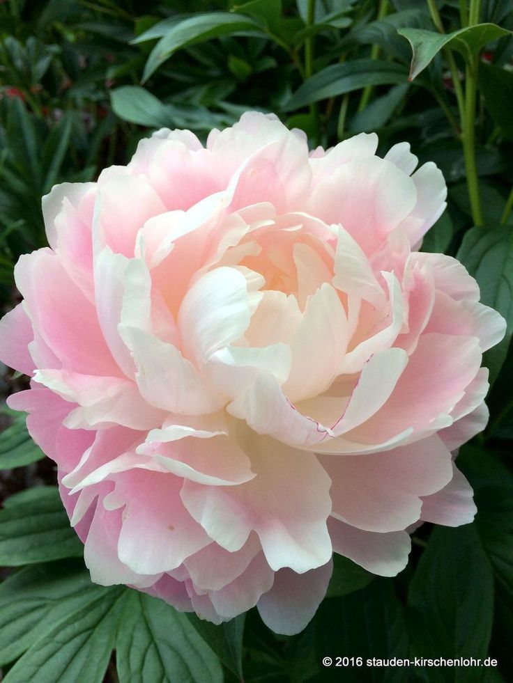 a pink and white flower with green leaves