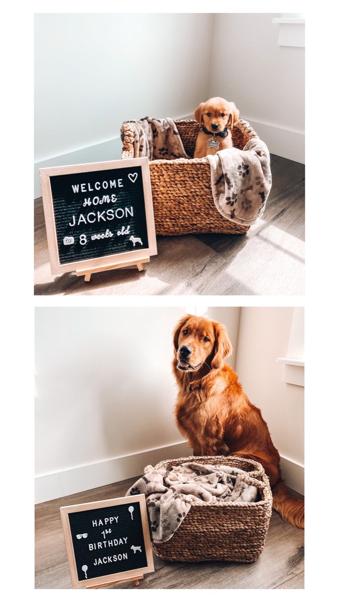 two pictures of a dog sitting in a basket with a sign saying welcome to jackson