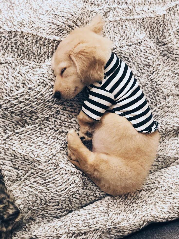 a puppy wearing a striped shirt laying on a blanket